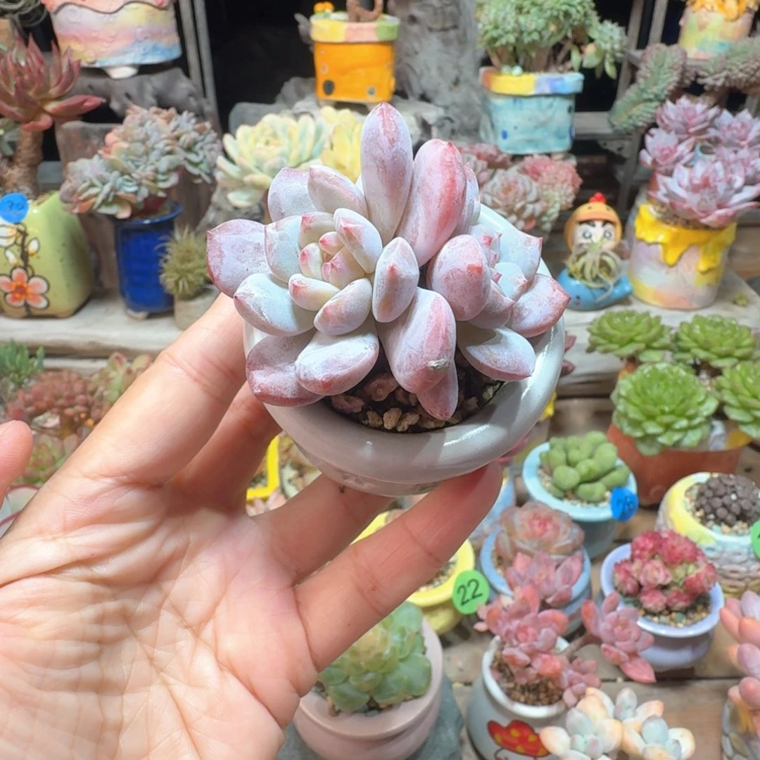 星影 多肉含盆土 一物一拍