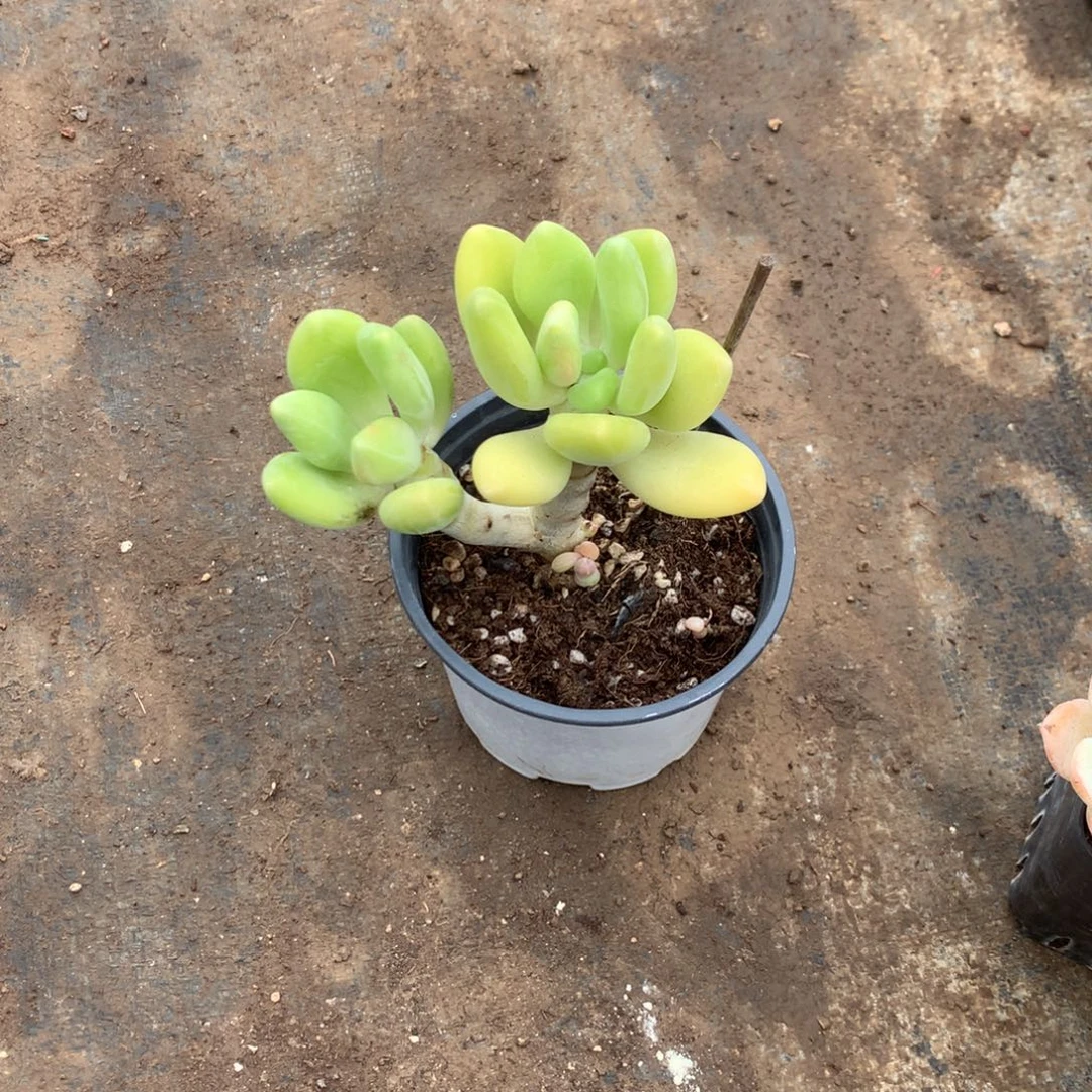 清洁的小细节和细腻细节