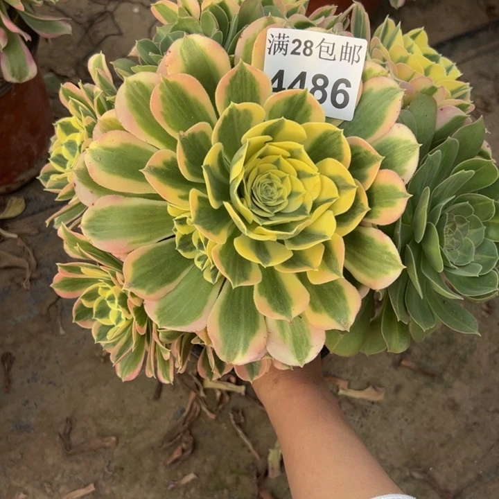 4486白凤多肉植物