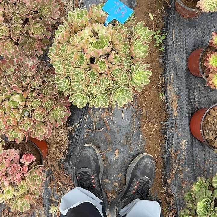 783女郎多肉哦哦哦哦哦哦