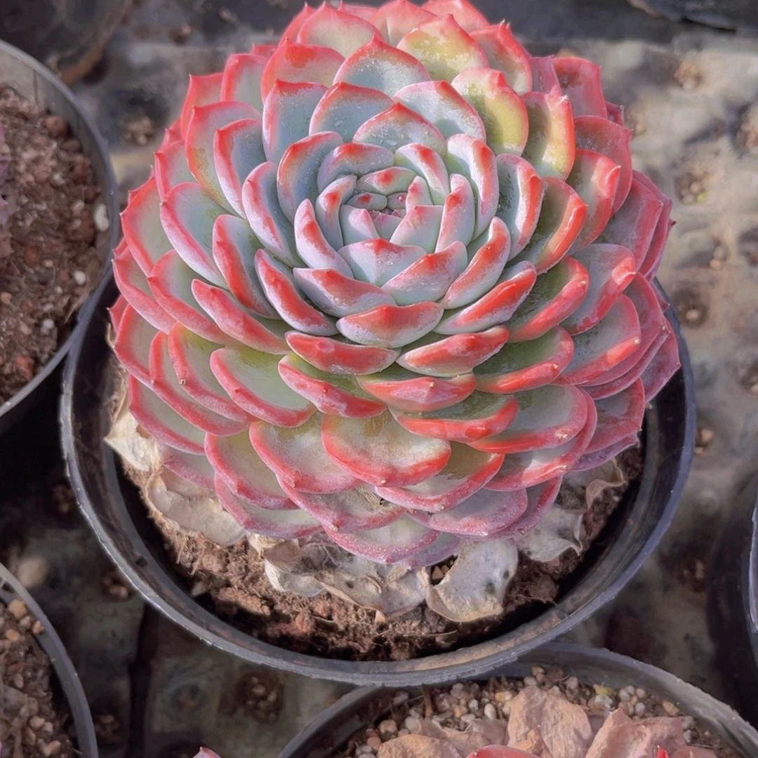 ****紫叶紫999999999999