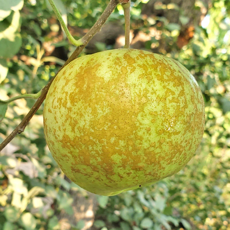 A6【不吃酸不要买】正宗老品种金帅苹果新鲜孕妇水果当天采摘现货