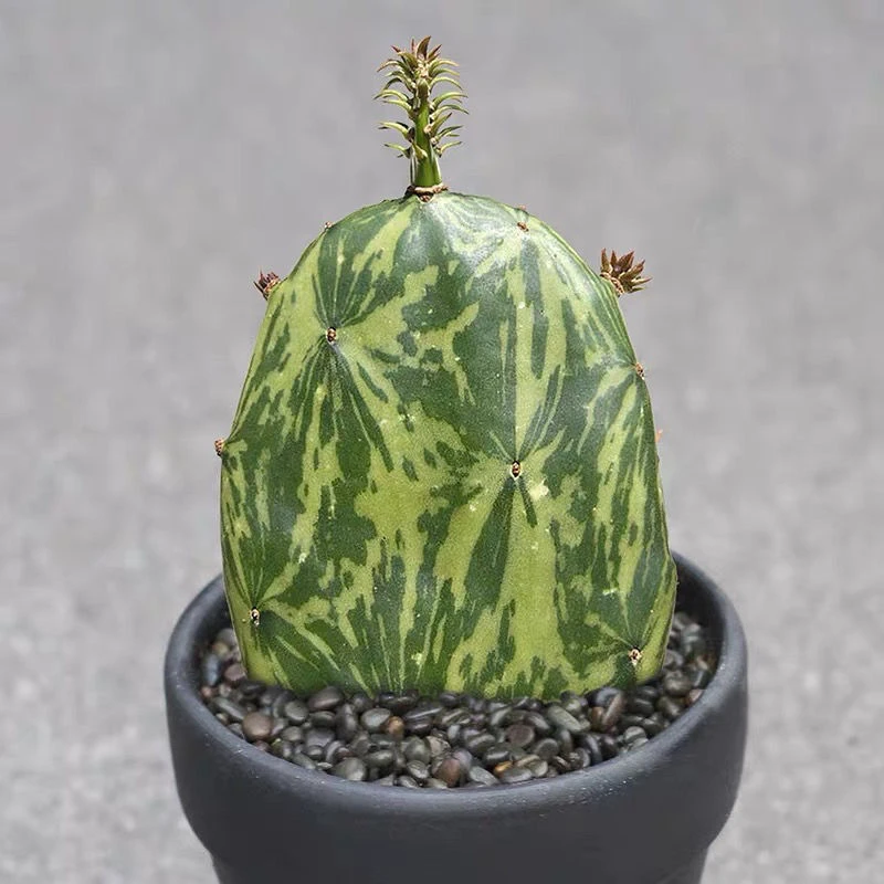 无刺红花仙人掌锦 胭脂掌锦 多浆植物大理石 无刺团扇仙人掌