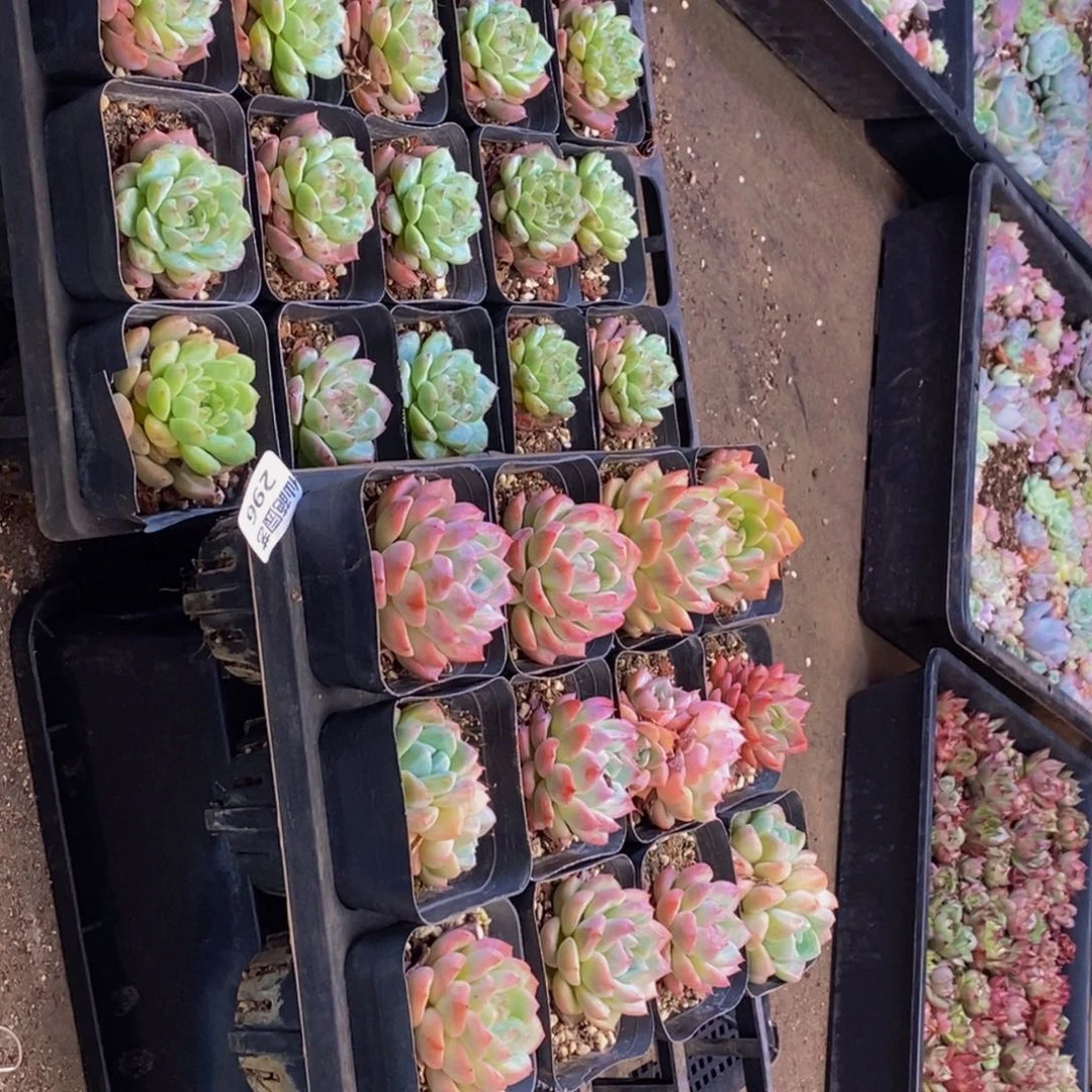 296的人在一起的时候就会觉得
