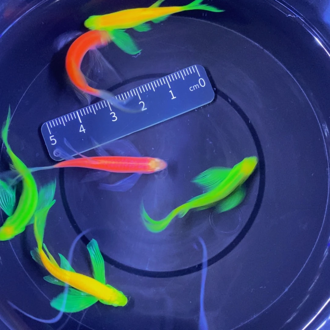 斑马鱼蝶翼斑马3.5-4厘米6条