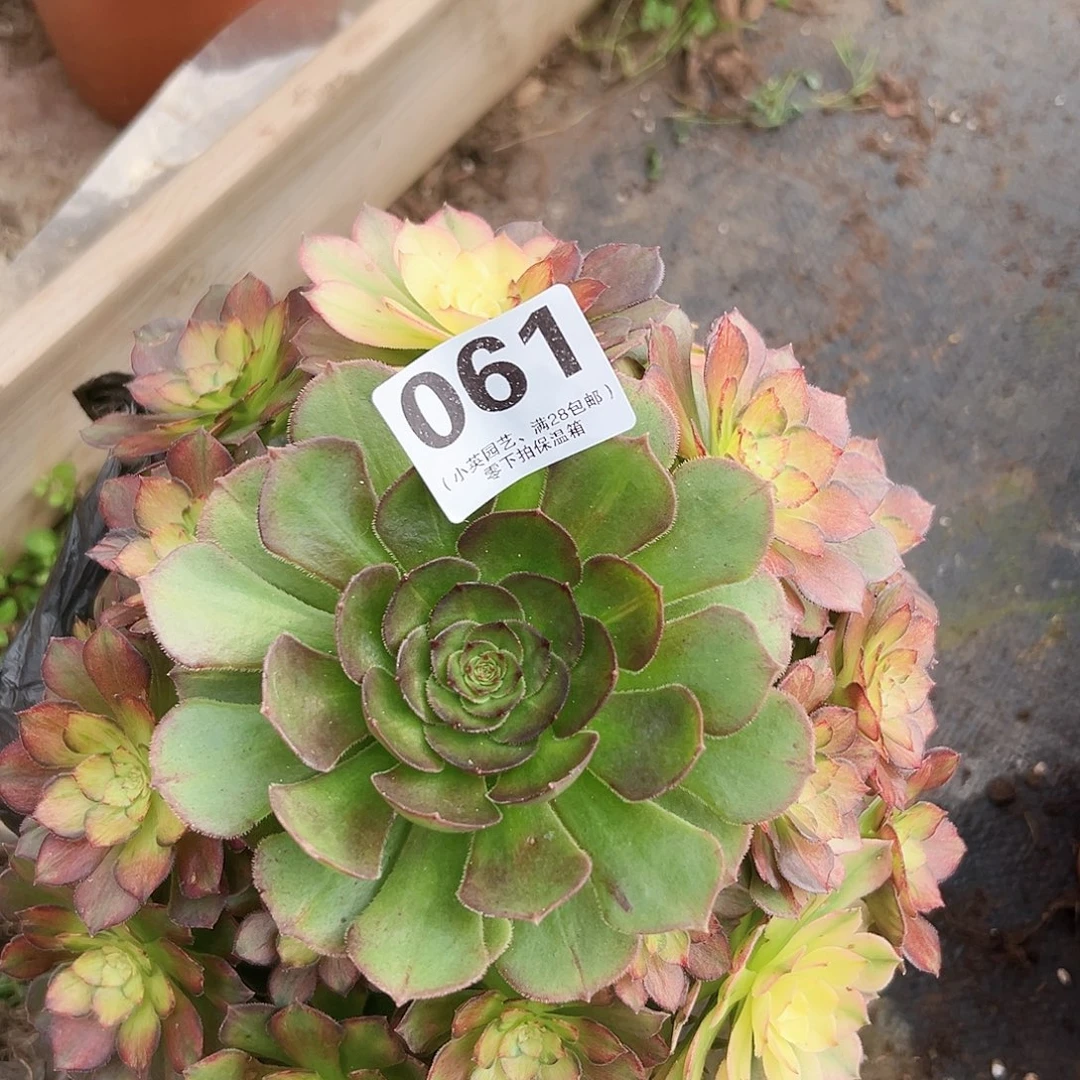 多肉植物061海珊瑚