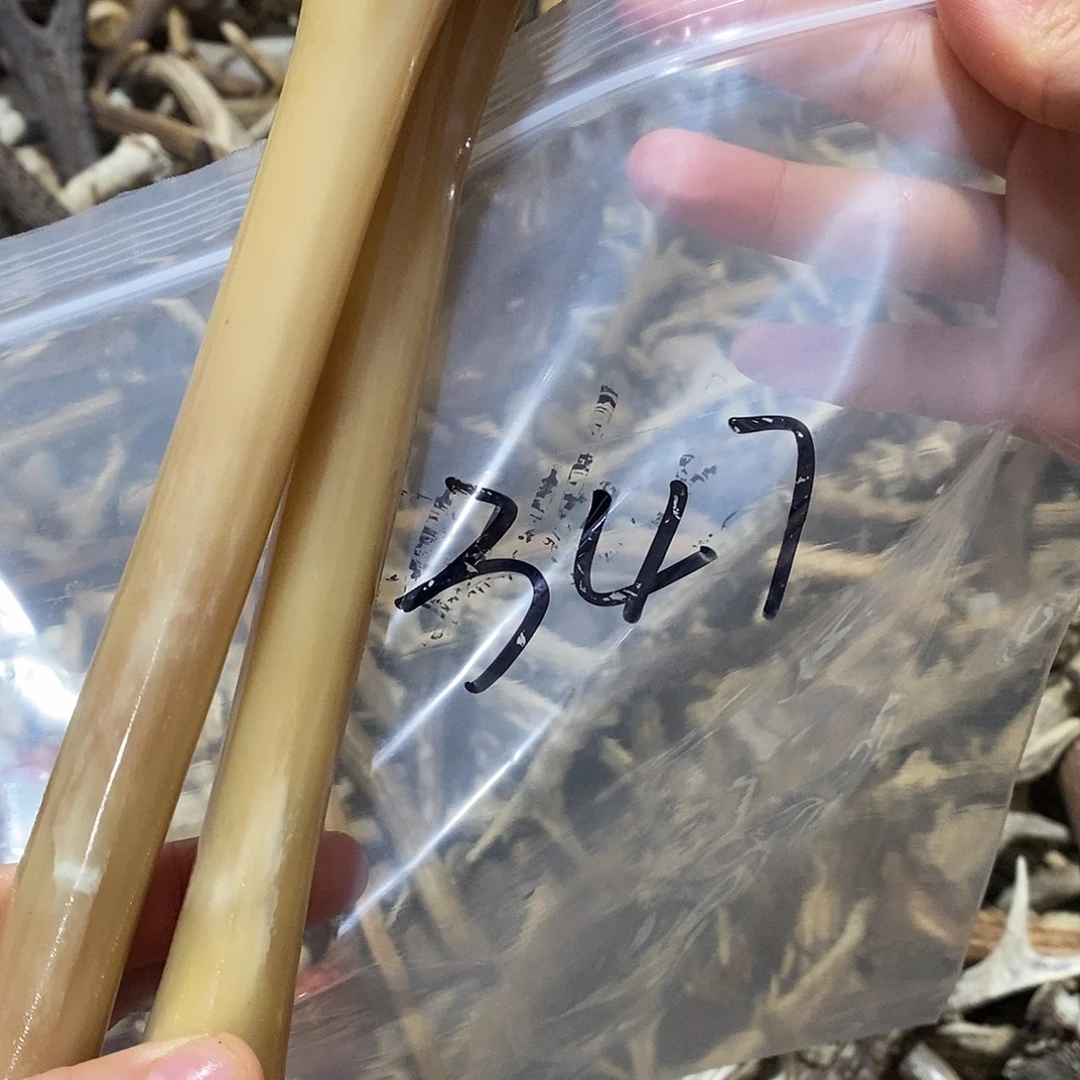 大***到非金属鹿骨鹿骨鹿骨