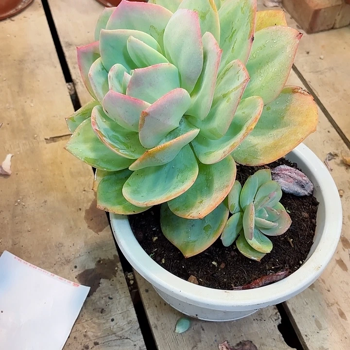 一物一拍多肉血凤16号