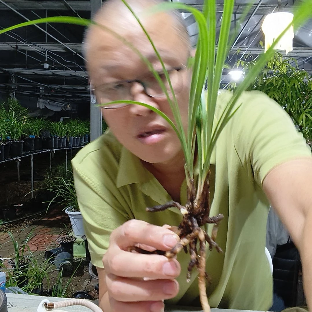 ？***无花朵春兰余蝴蝶