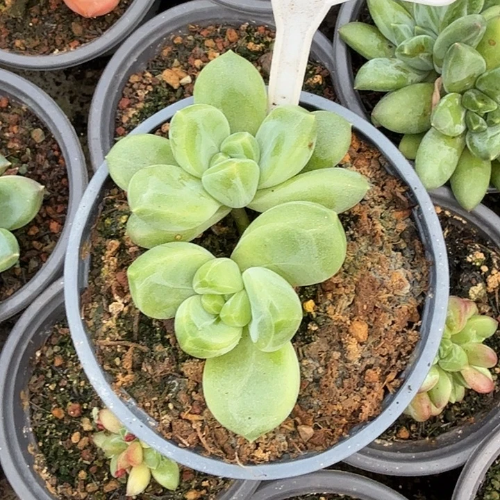 X系多肉植物一物一拍