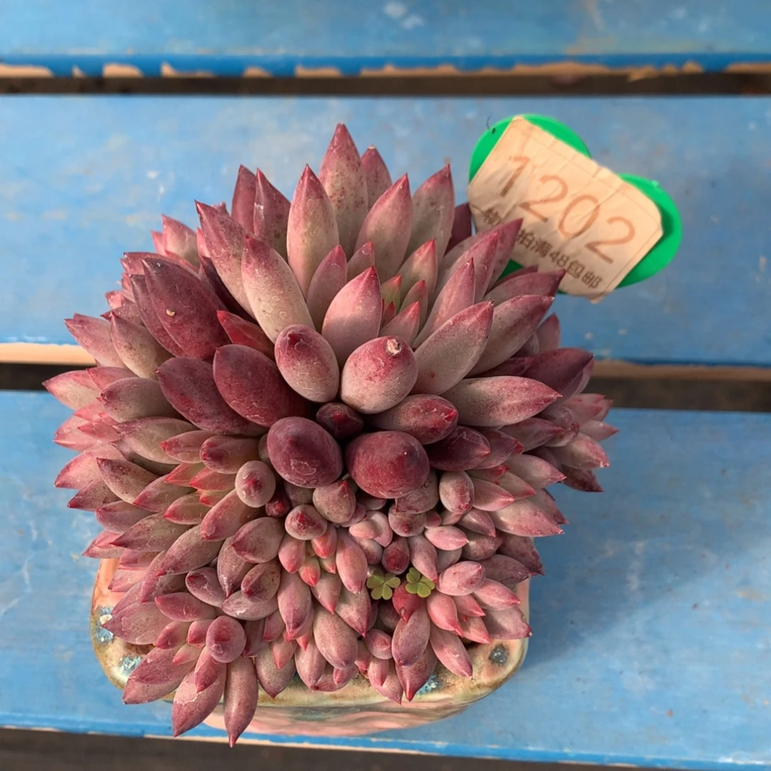 摘***河车厘子无砍捧花1202