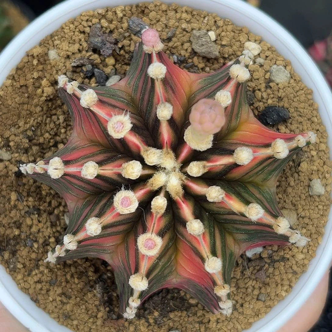 202 泰系肋骨锦  带盆土发货