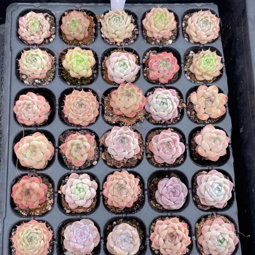 薇薇安园艺多肉2666