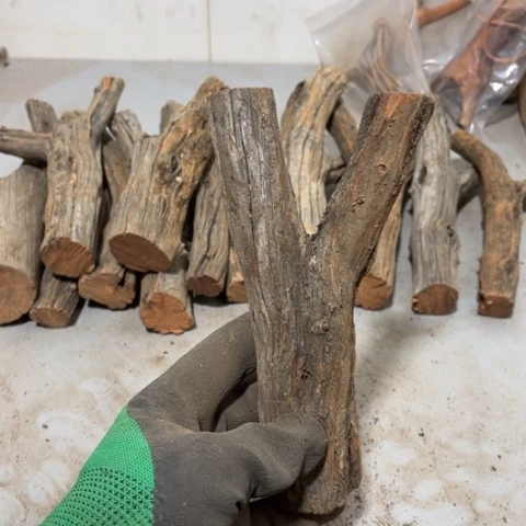 大果紫檀（缅甸花梨）百*长