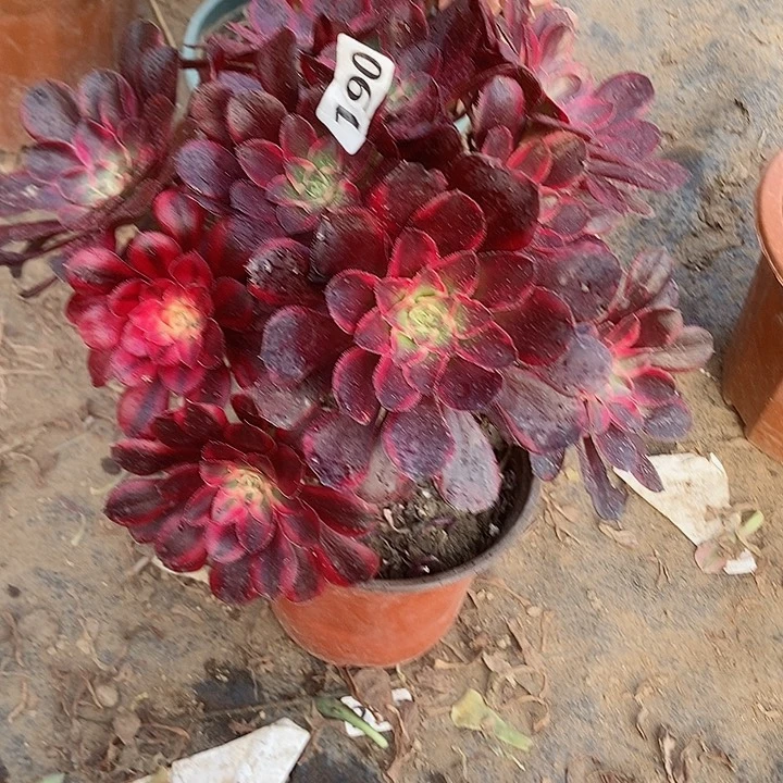 190丽娜手捧朵朵特价