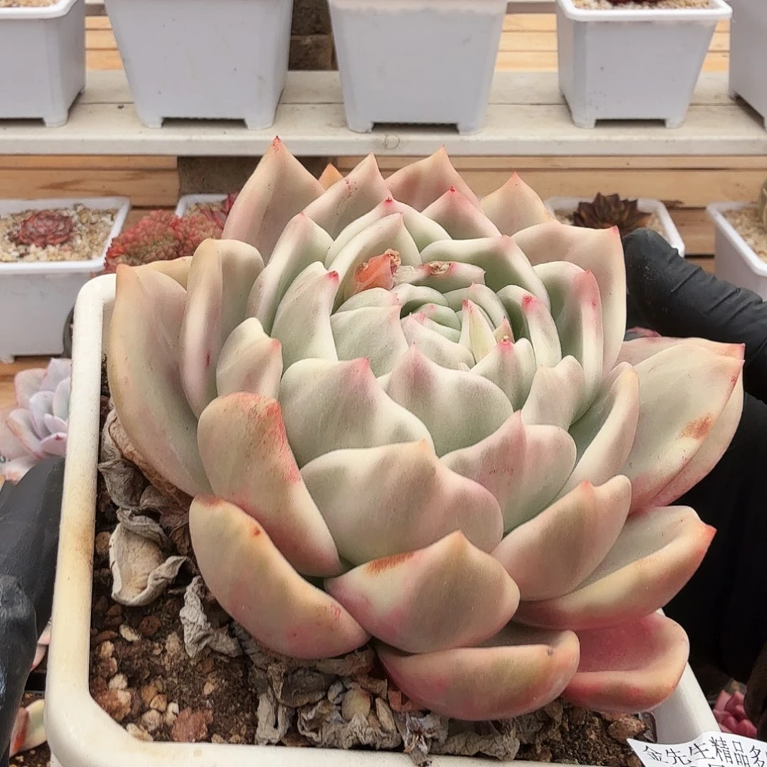 1228-53香槟锦单头a