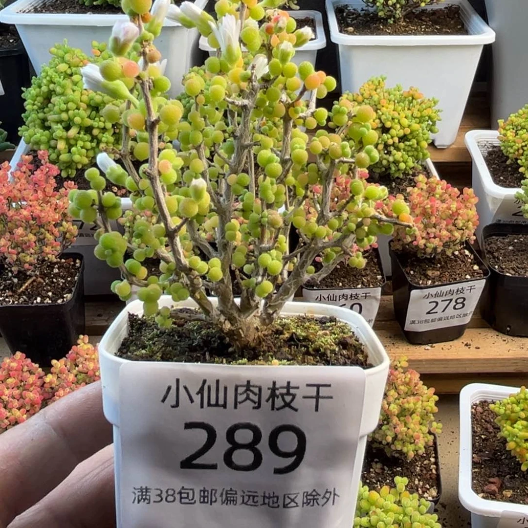 289枝干番杏实生米粒