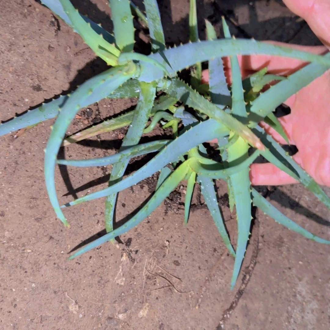 普***人块根植物块根植物