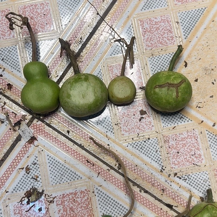 有机玻璃葫芦111111