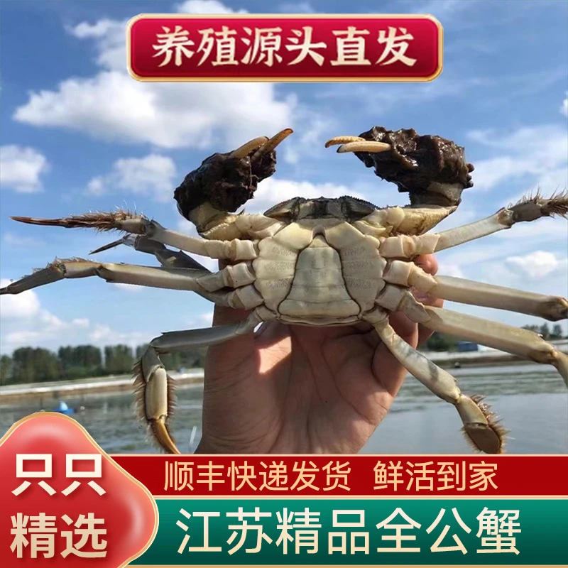 【活蟹·全公蟹】6两/5两/4两精品大闸蟹6-10只鲜活螃蟹礼盒顺丰包邮