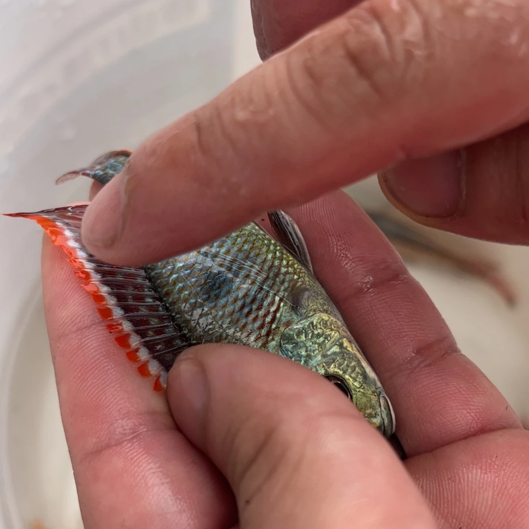 皓***月海水靓三点8 9公分