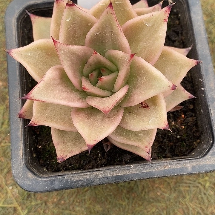 406-直播福利虎皮星星锦