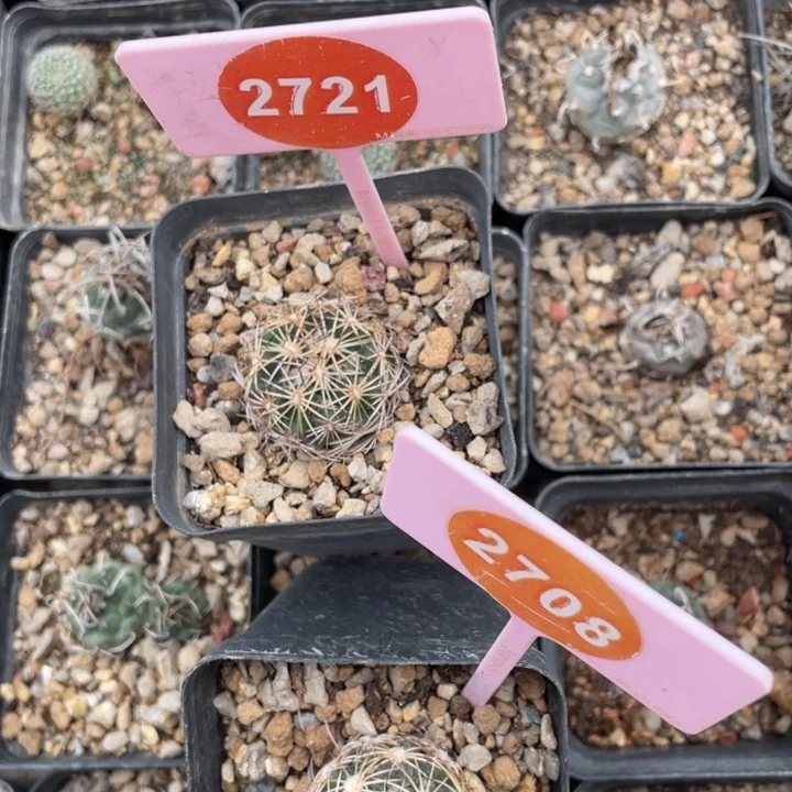 春***去实生仙人球27212708