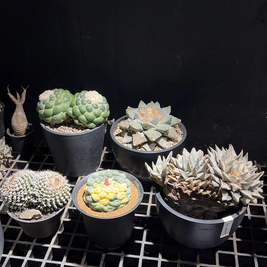 3999 年终精品球组