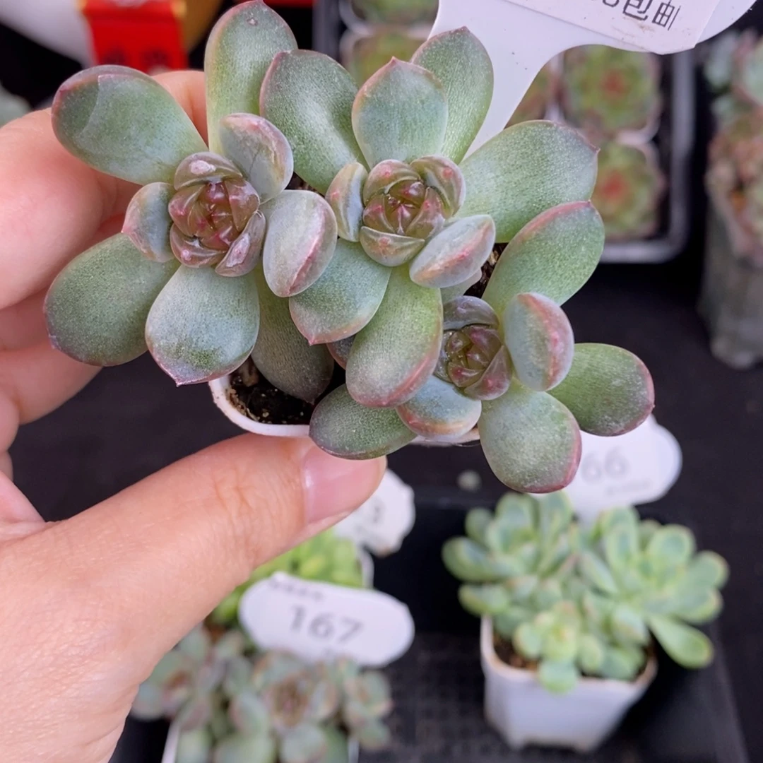 红恋三头群168号一颗