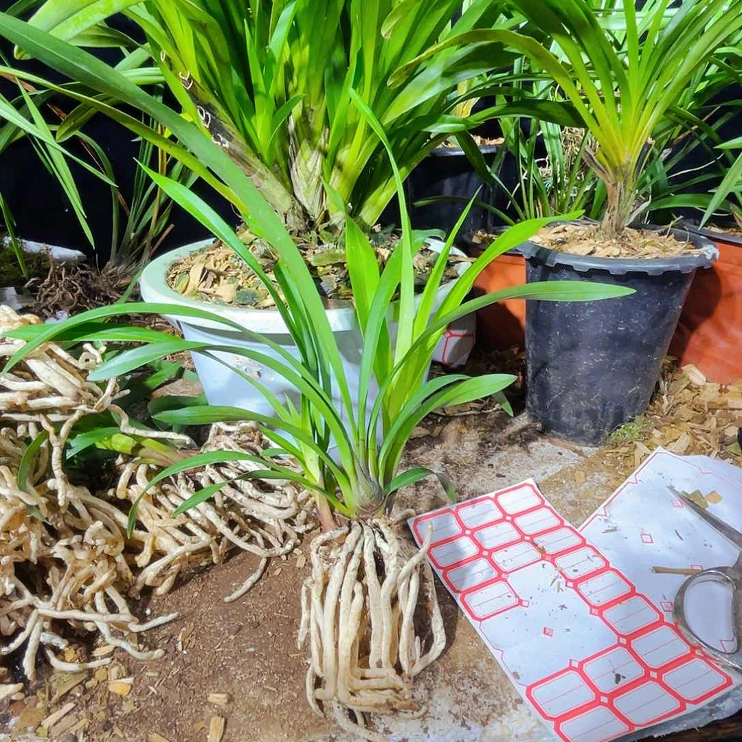 无花朵开花结果是什么呢我的天啊