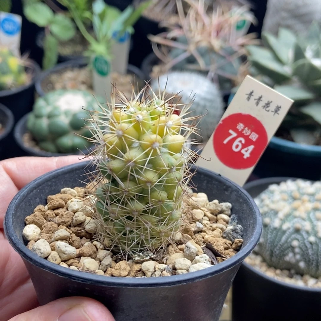 实生蓬莱宫锦一颗仙人球