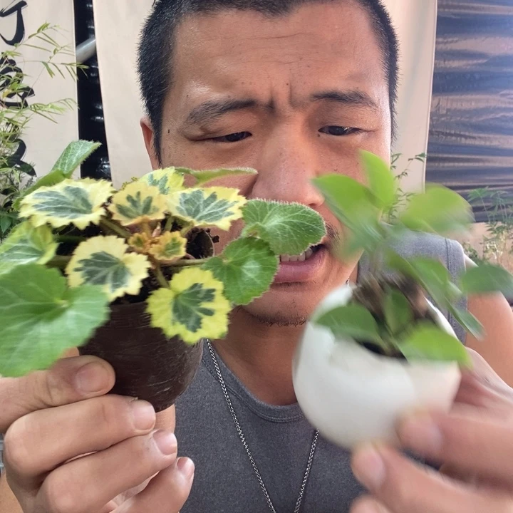 以实际为准盆景绿植盆栽79