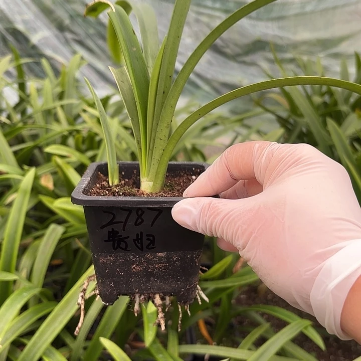 人***?贵妇4左右带土带小侧2787