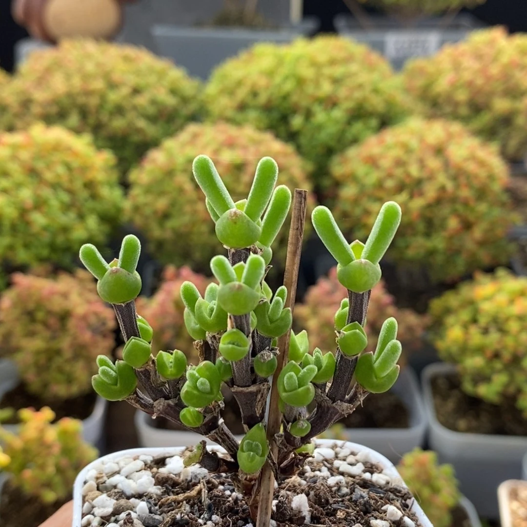 枝干兔子1365枝干番杏