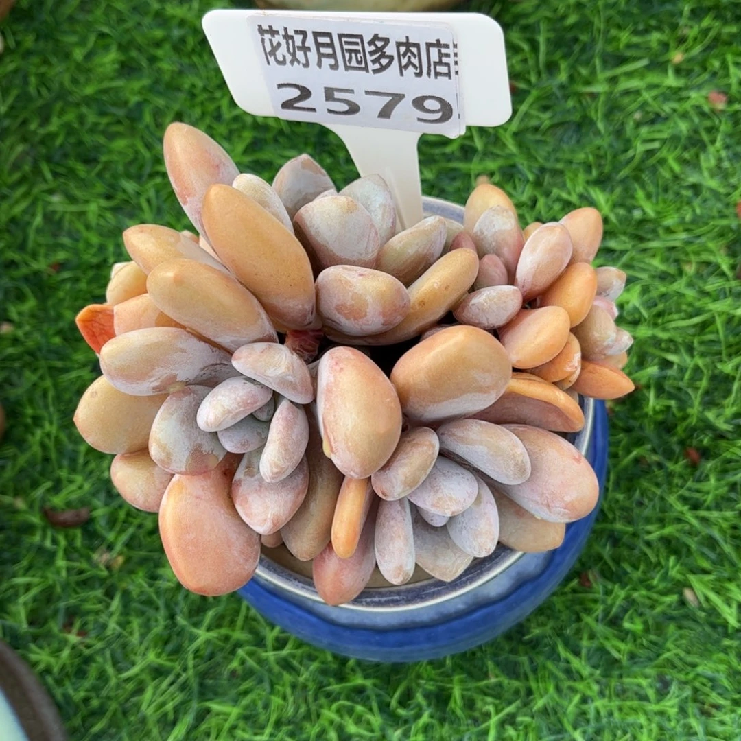 月***月多肉植物2579不带盆