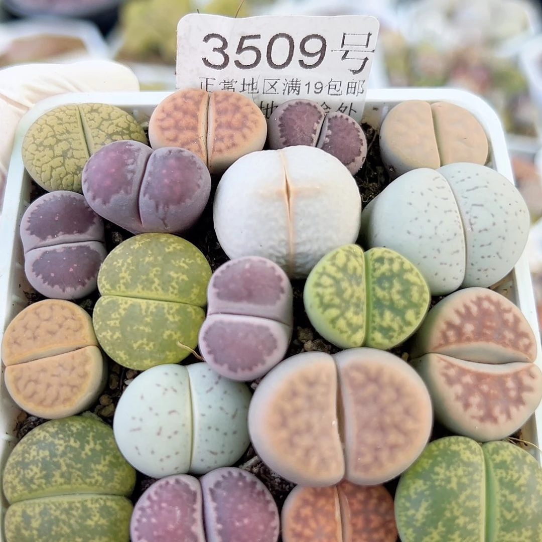 3509 好养易活生石花大母本