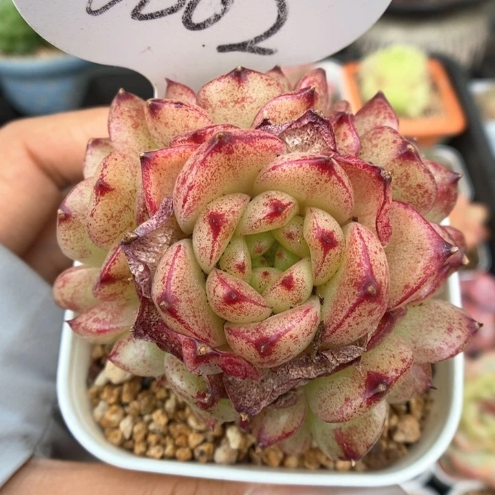 油透麦秆群生6002号。