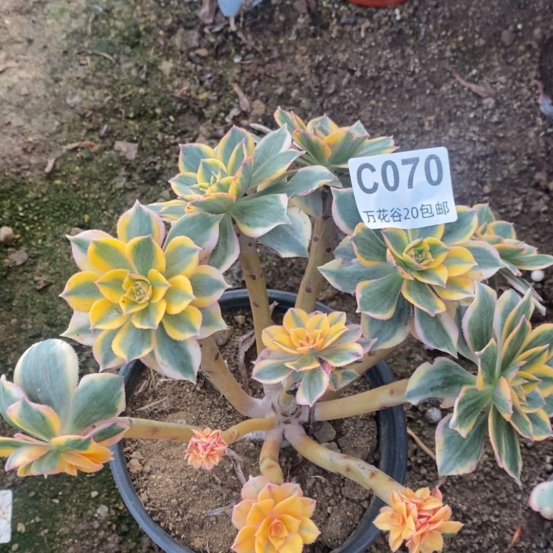 070灿烂多肉植物