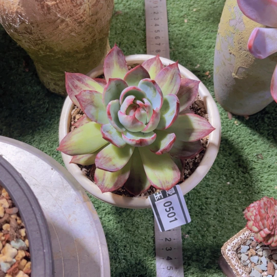 惊鸿仙子多肉植物0501