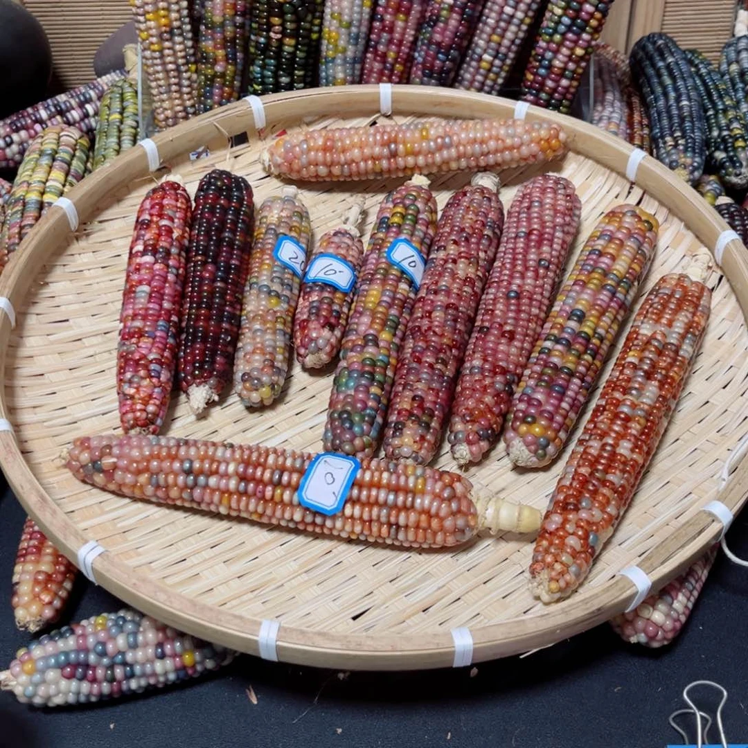 用***9直播间七彩文玩玉米链接