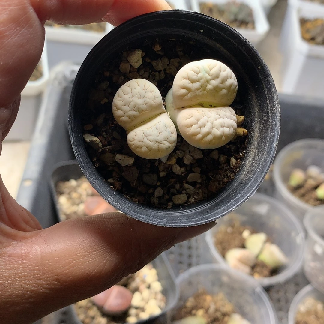 T65多肉植物保护