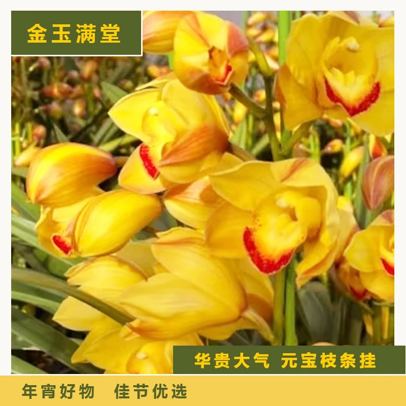 金玉满堂【送杆】黄色蕙兰室内绿植 带花苞年宵花基地直发5花剑起发