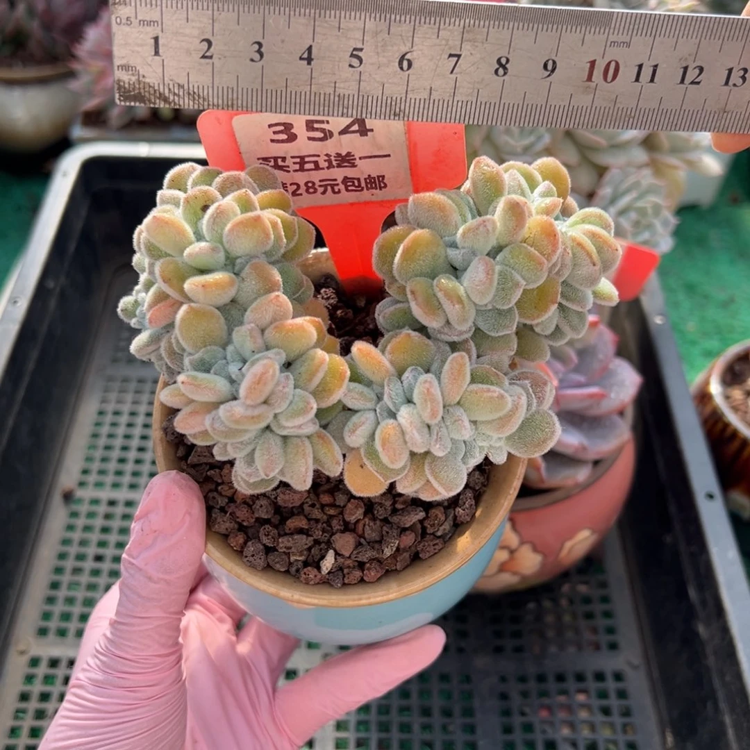表妹精品多肉植物354.