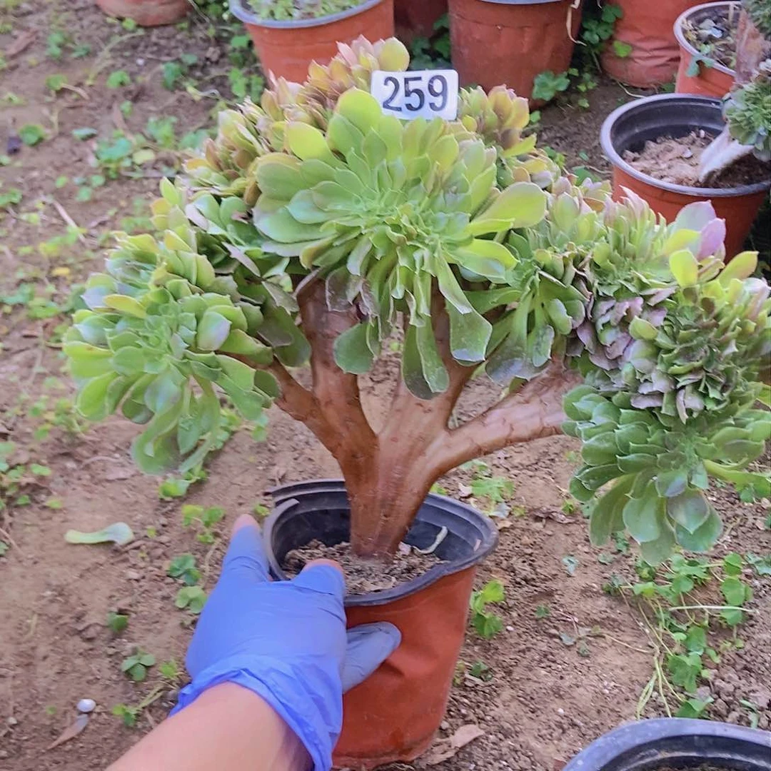 259玫瑰法师缀老板子法师缀