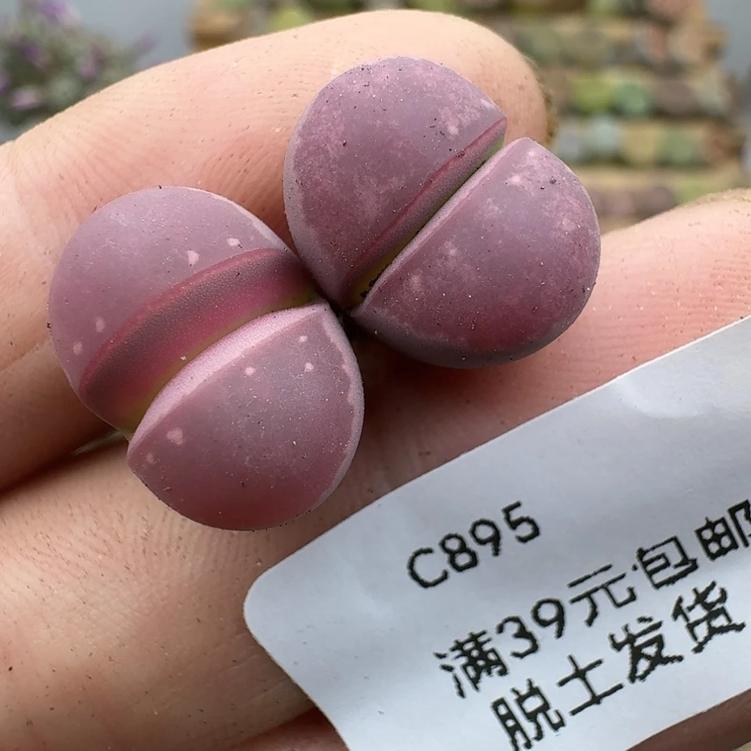 895多肉哈哈哈哈哈哈哈