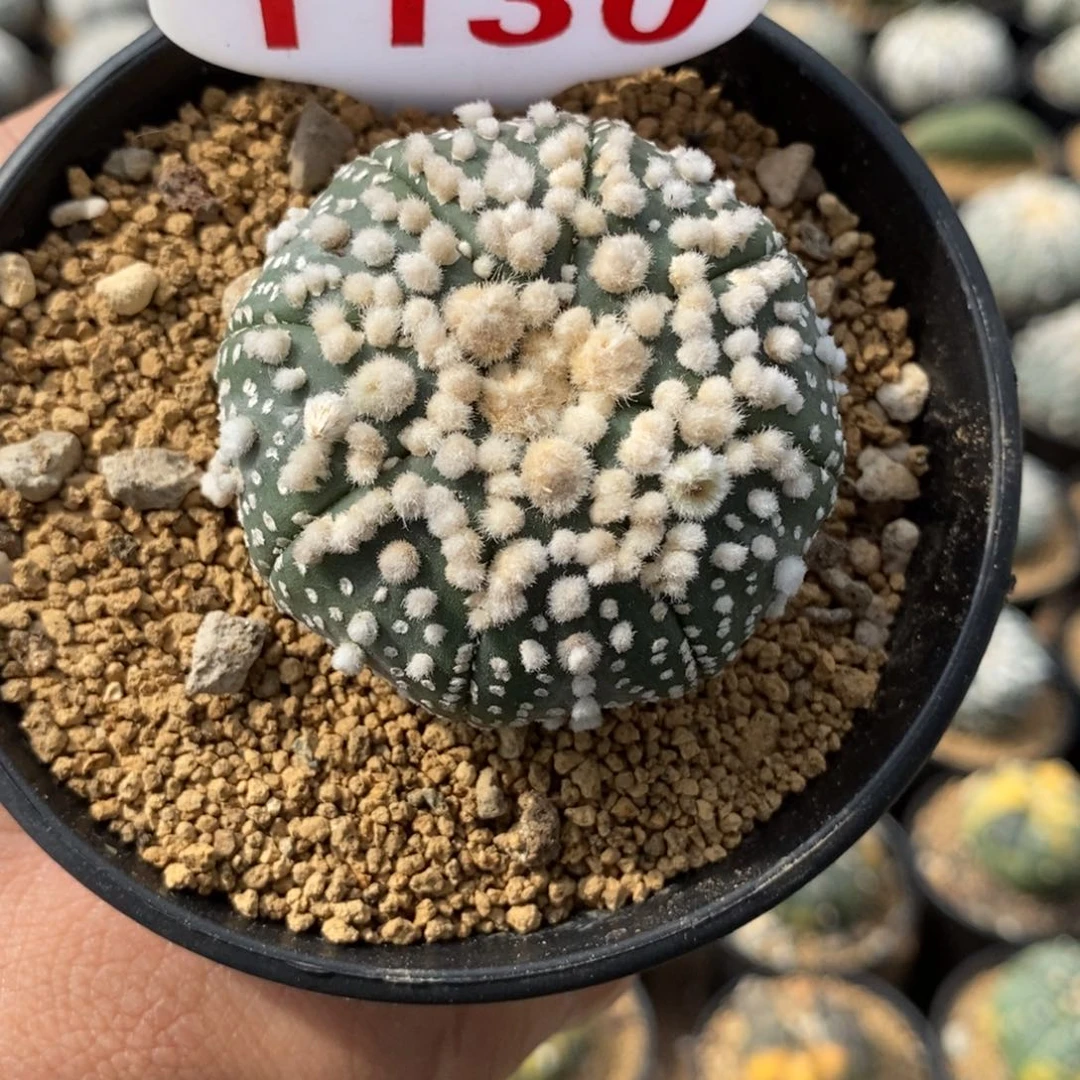 1130花园顶绒福利