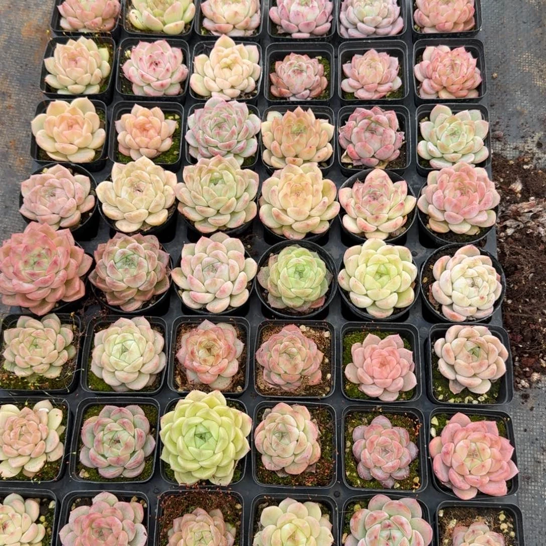 多肉杂交一物一拍17-29