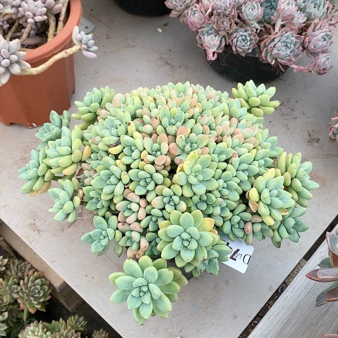 苹*?741奶酪蛋糕多肉植物