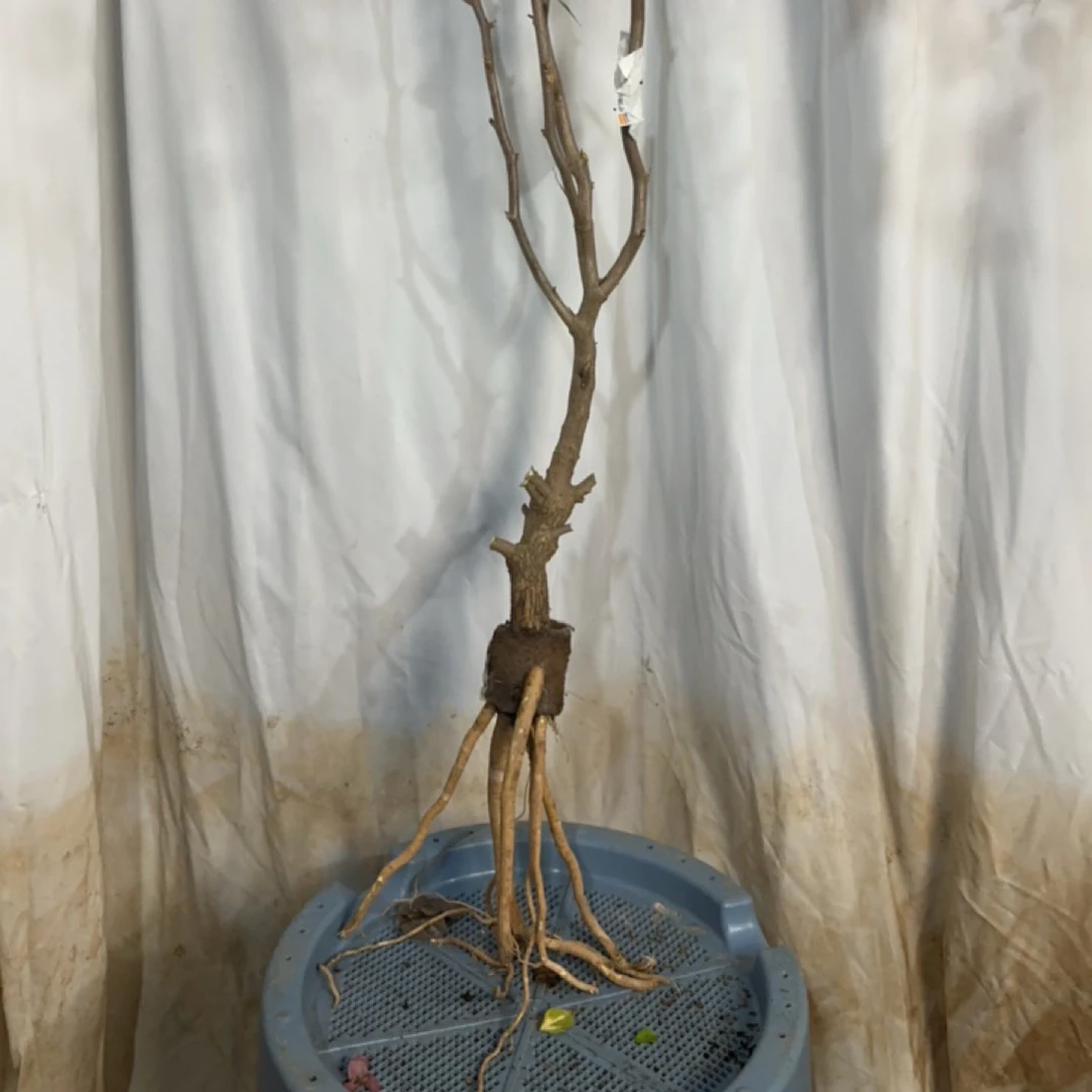 生桩三角梅不售后一物一拍链接