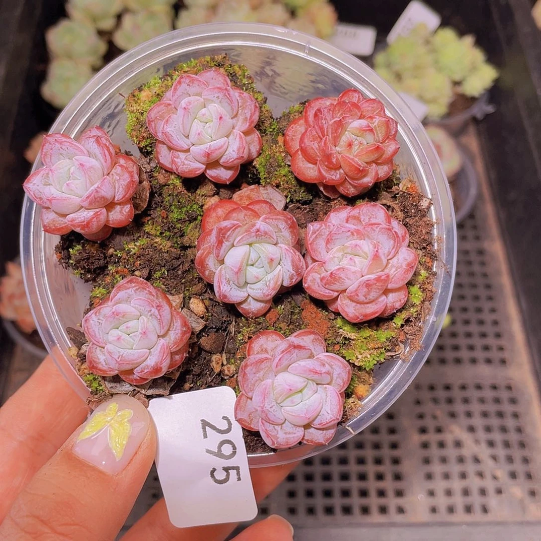 295 霜降。18 包邮